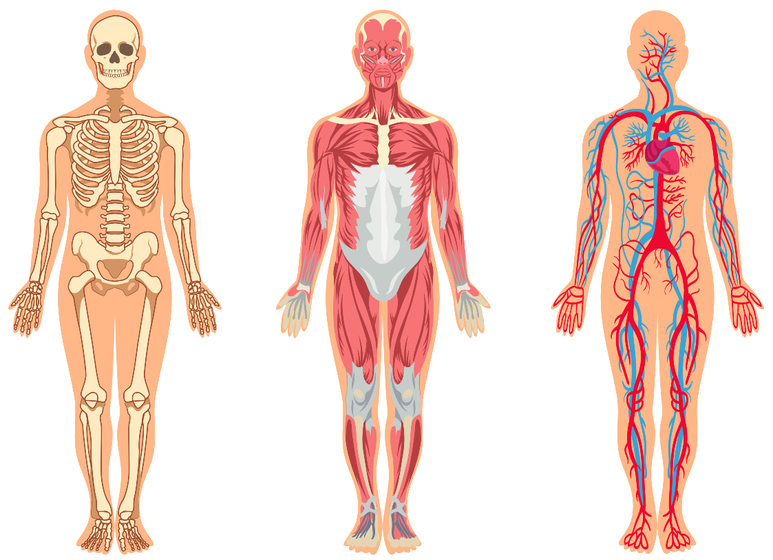 planches anatomiques du corps humain